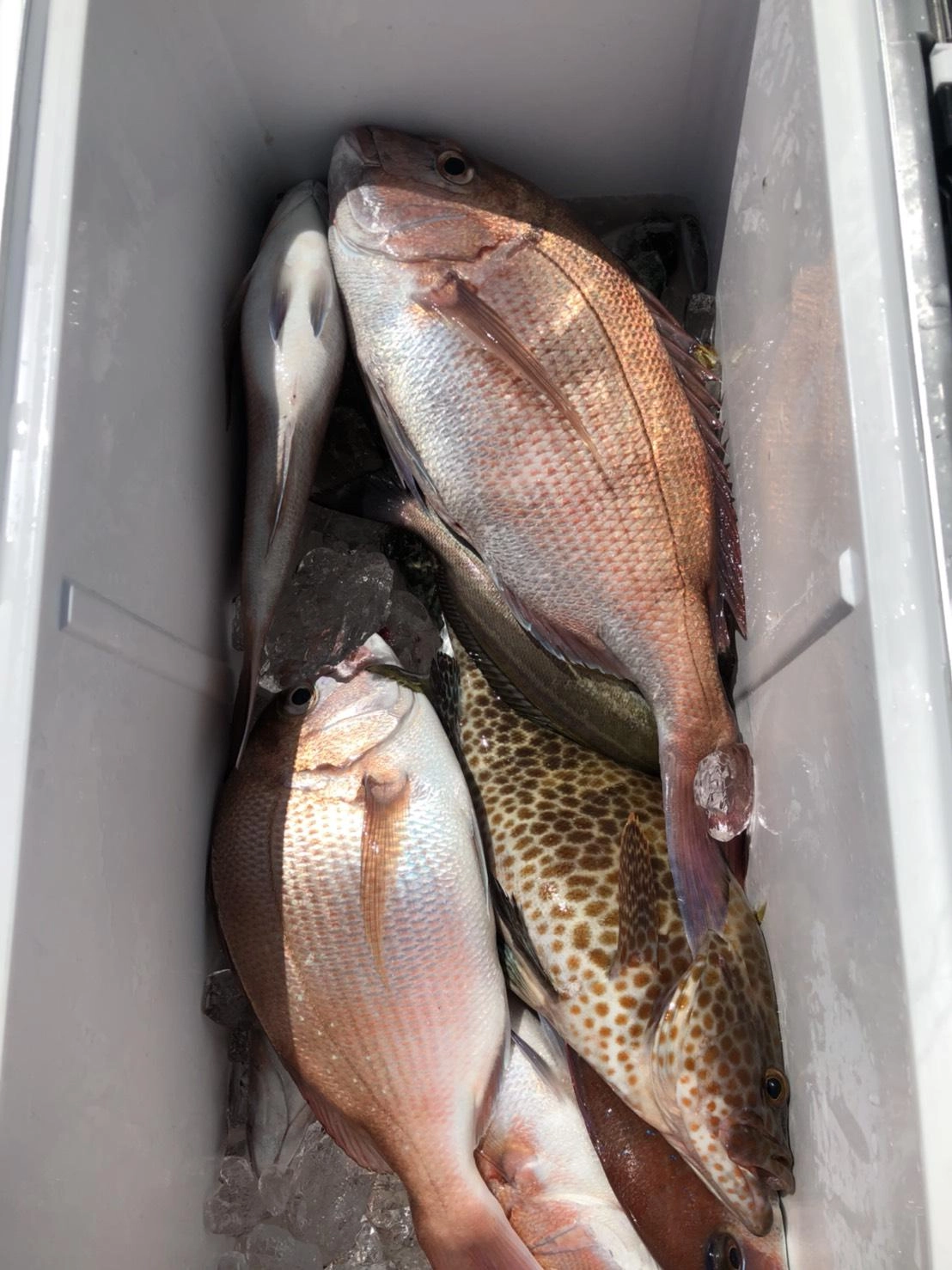 船中8匹の釣果でした！