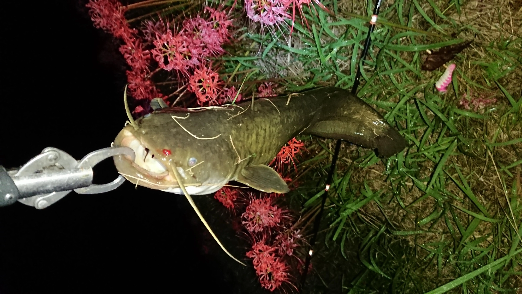 夜明け前
ルアーはロデオクラフト
プップ