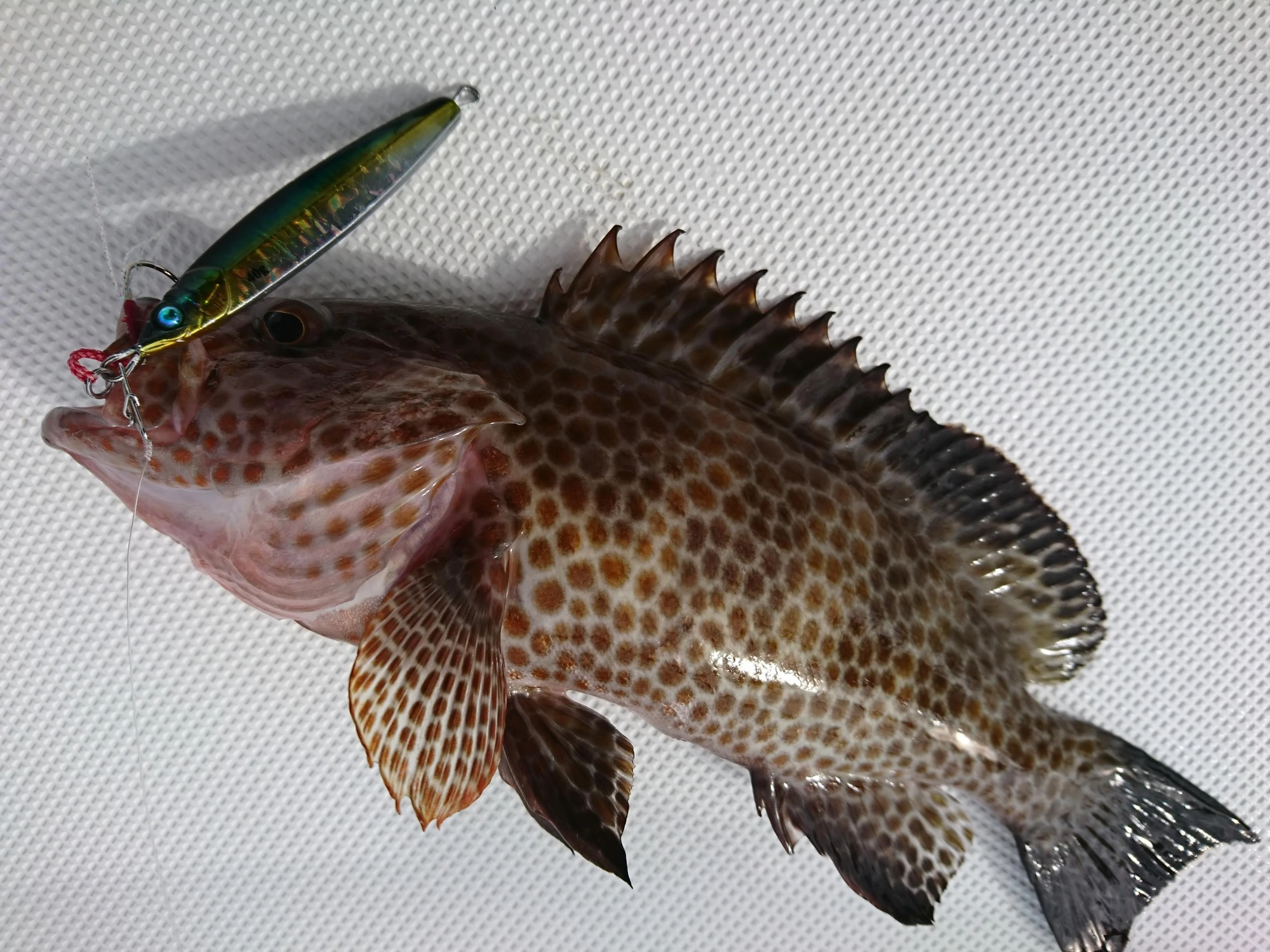 オオモンハタの活性も高かったです！４０ｇのジグで釣れました！