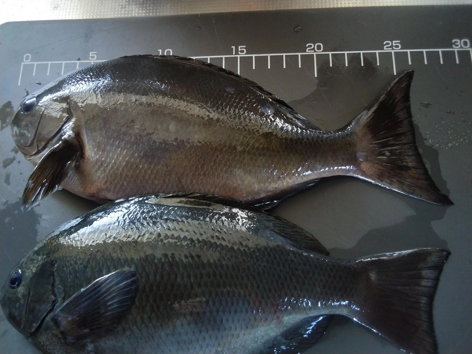やっと釣れました。朝帰り…。