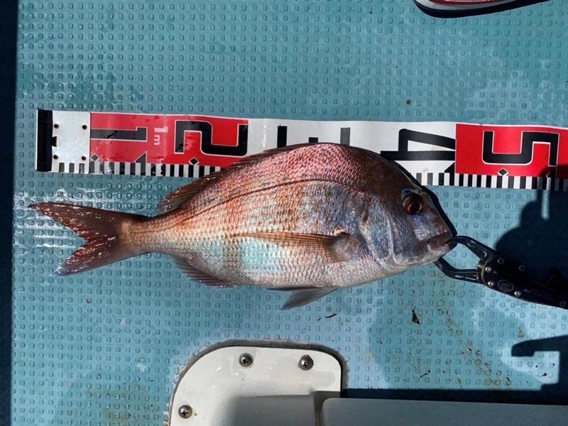 短時間の釣行でしたがマダイ釣れました！！