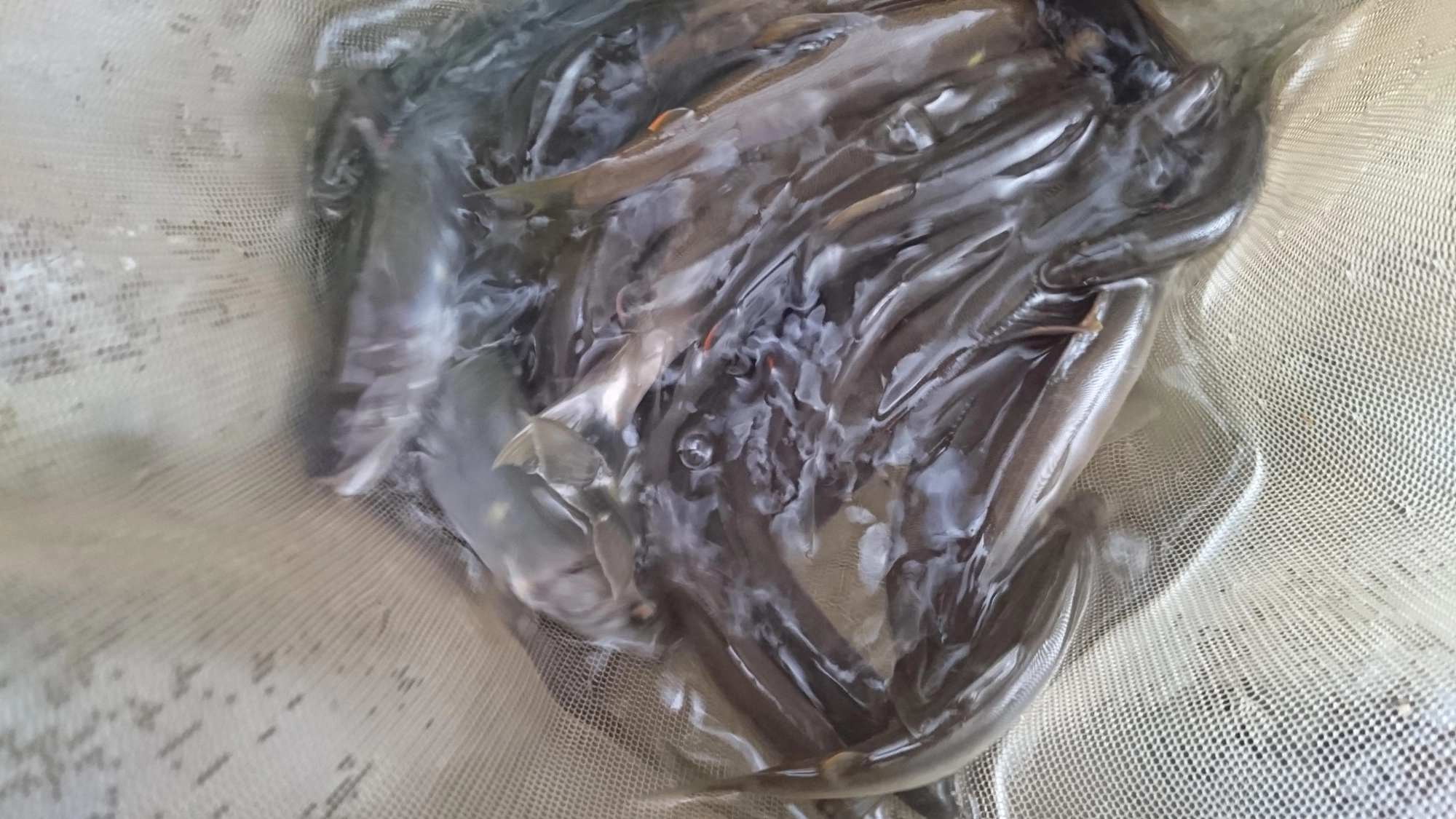 日が高くなり水温が上がると瀬で活発に追ってきます