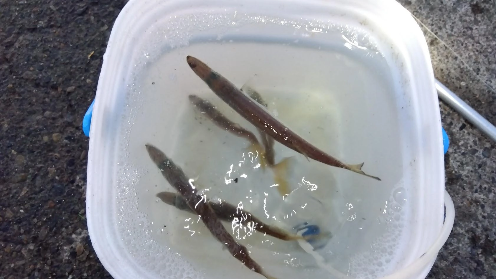 カマスがいっぱいで鯵釣れません。