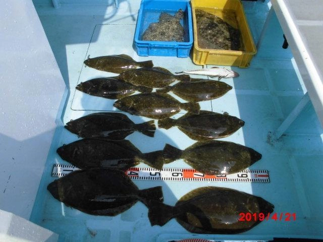 本日、4月21日(日)も平成最後の『活き鰯ヒラメ釣り』絶好調過ぎッ！！船中①⑤枚ッ(・∀・)