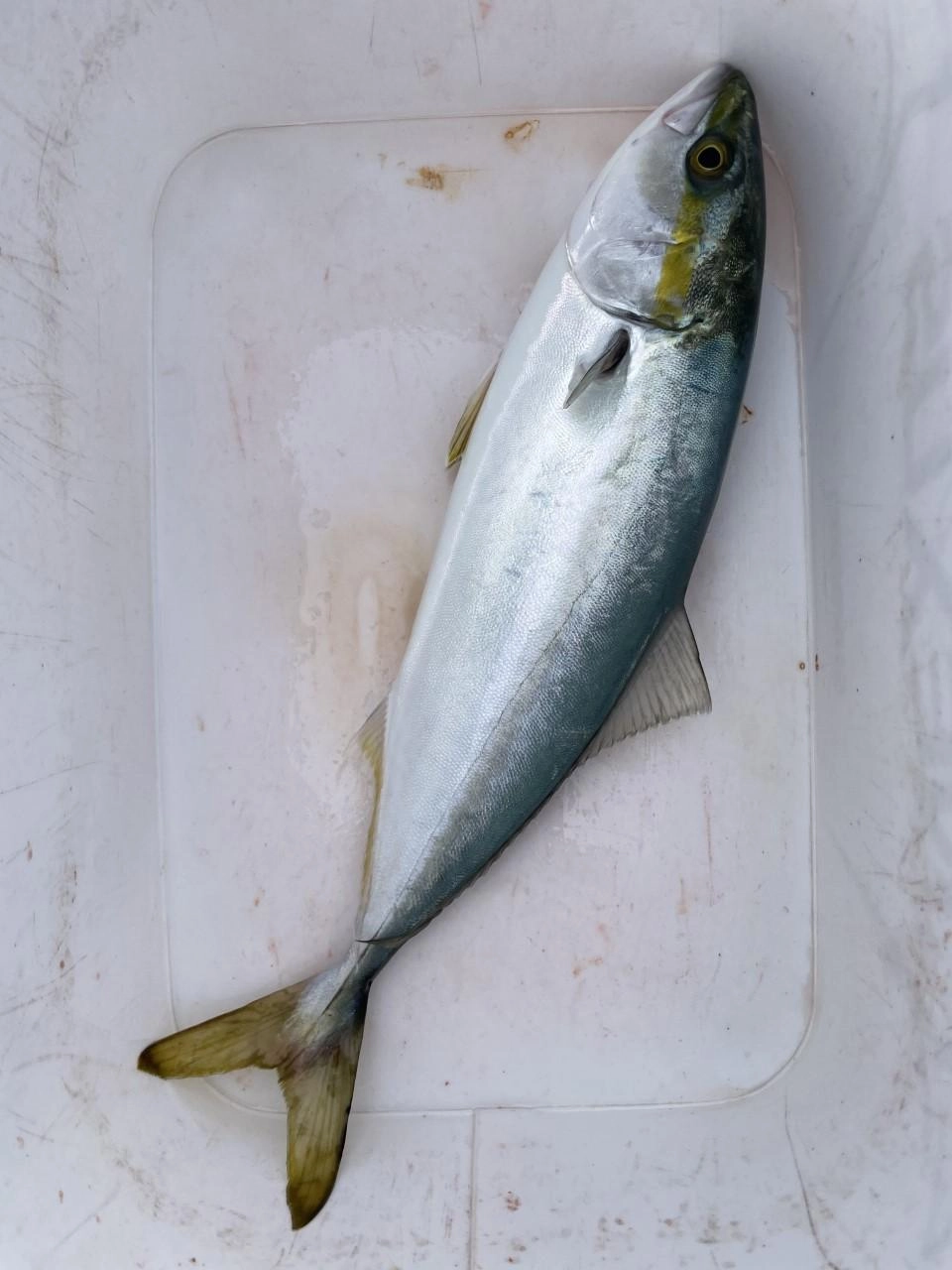 沼津堤防でフカセ釣り！ 予想外の大物が釣れました。 | 釣具のイシグロ