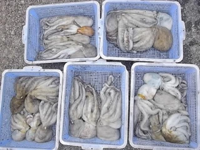 １ｋｇ超えも含めて１８ハイ！
