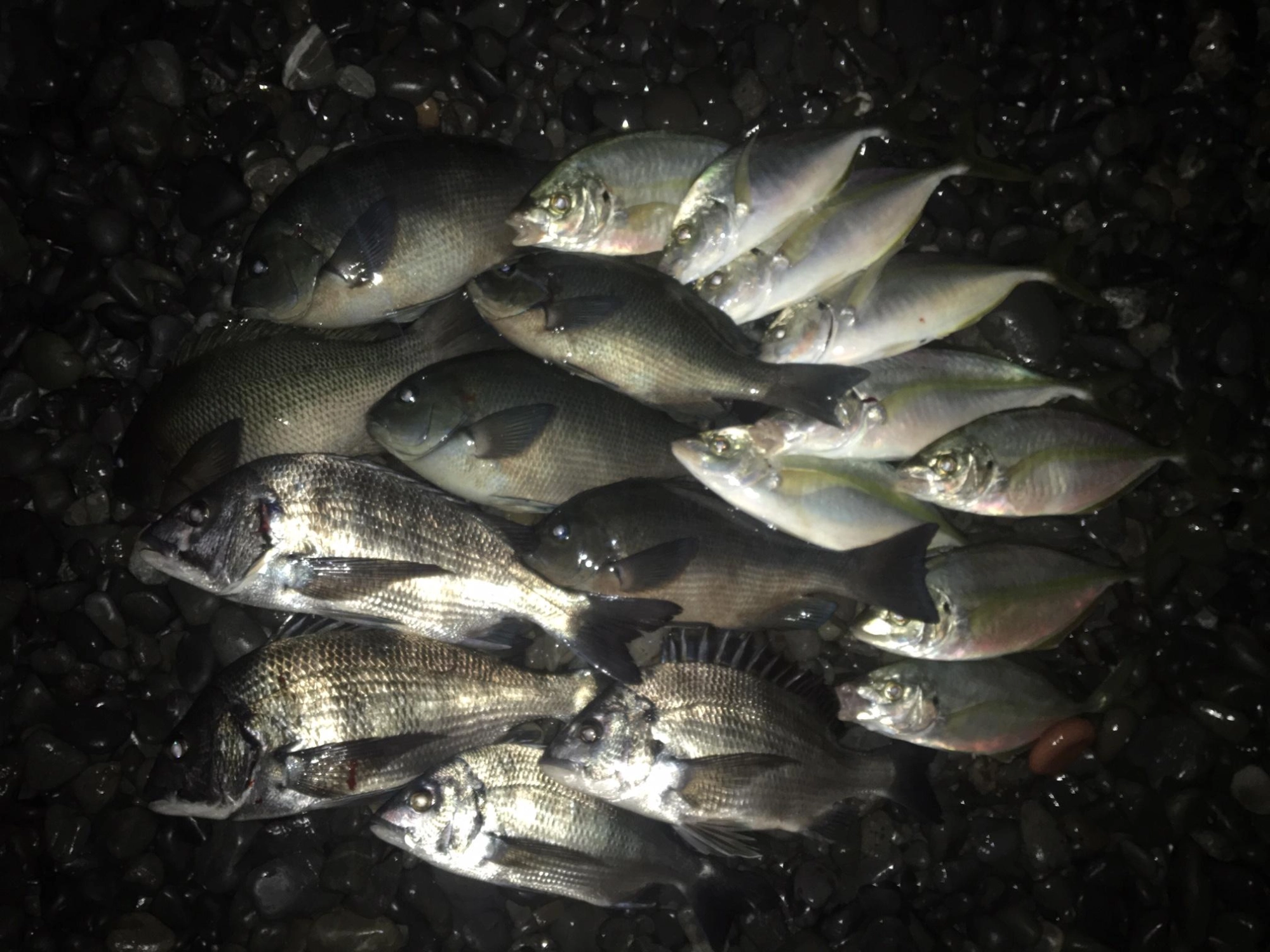 二人分の釣果の一部です。
