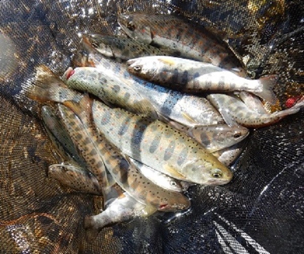 100m区間の釣果