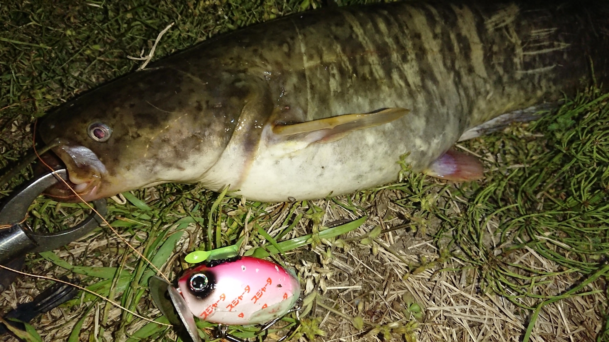 ルアーはザクトクラフト
ザグナ
お腹パンパンです。