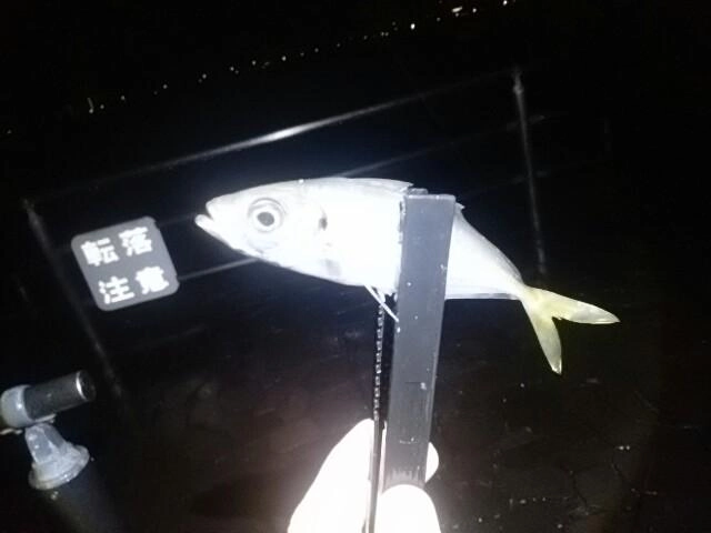 アジ
