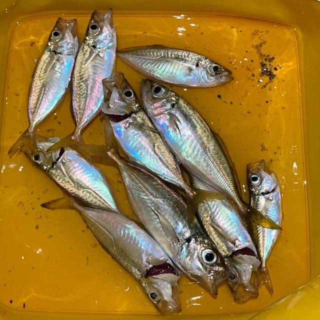小さめのアジはリリースして持って帰る分だけキープ。これからサイズが大きくなり引き、食味共に楽しめます。