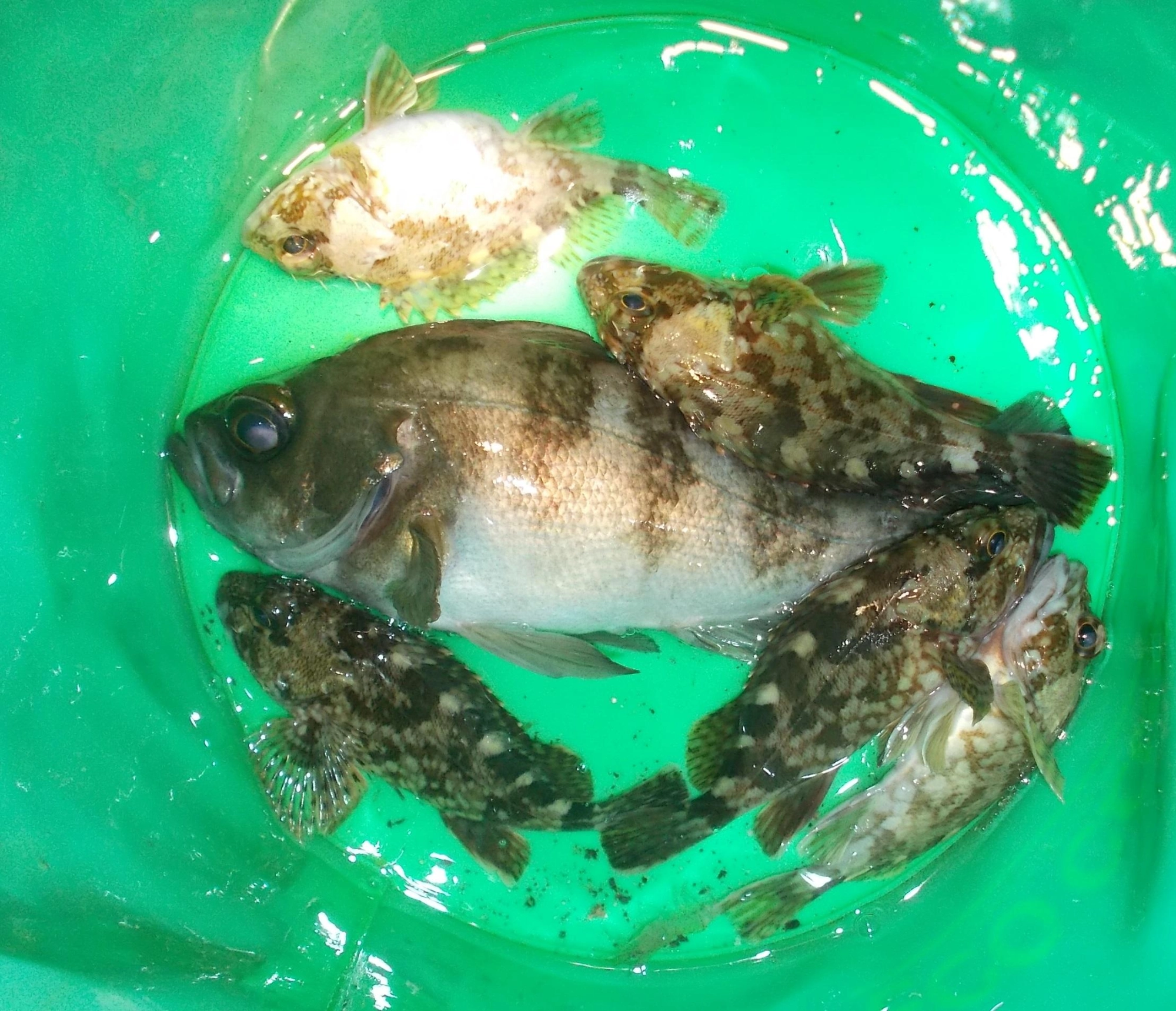 短時間でしたが釣ることが出来ました。写真撮影後はリリースしました。