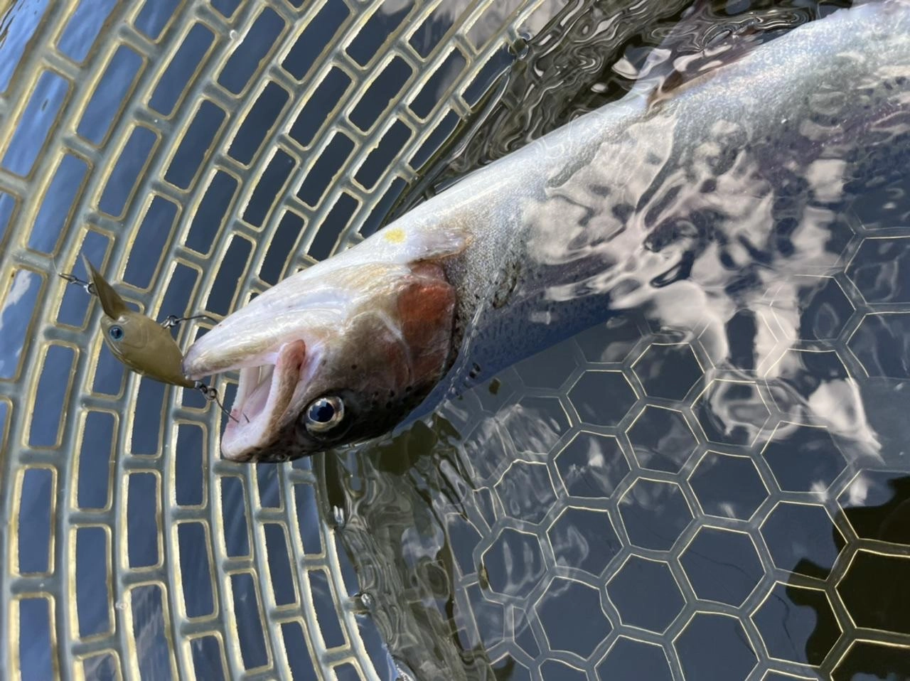 ルアーのカラーは水に馴染む系のカラーが安定して釣れました。