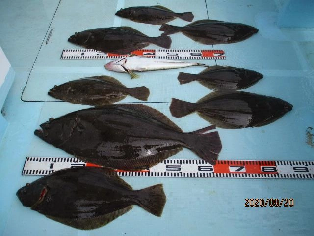 9月20日(日)は肉厚初秋ビラメ ゼロ〜②枚 船中⑧枚 釣れましたッ(^-^)