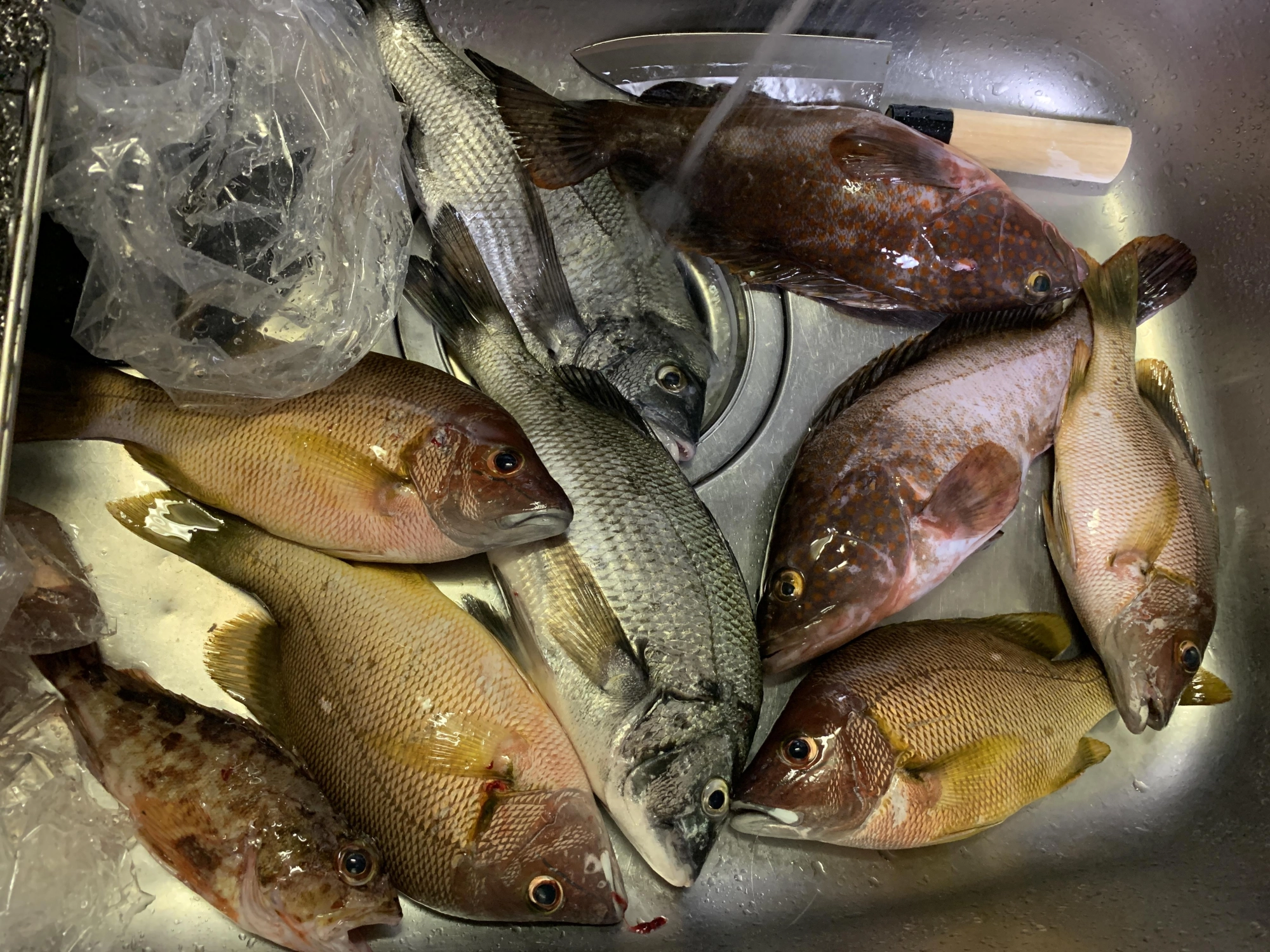 欲しい魚だけ選んで持って帰りました