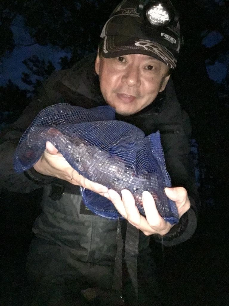 今年接岸が少ないホタルイカがやっと寄って来ましたよ！３時間１２０杯とまだまだですが今後爆発の予感!！