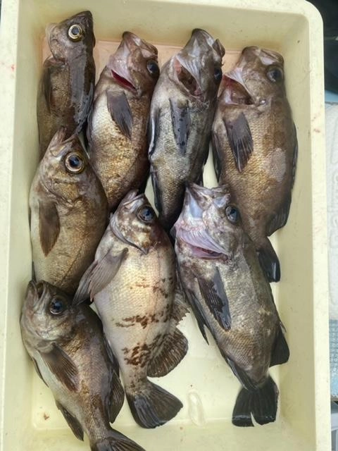 煮魚やアクアパッツァにするととても美味しいメバル。今がチャンスです♪