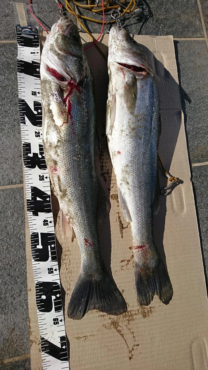 ベイトも豊富でまだまだ釣れそうです！田原サーフが熱い！