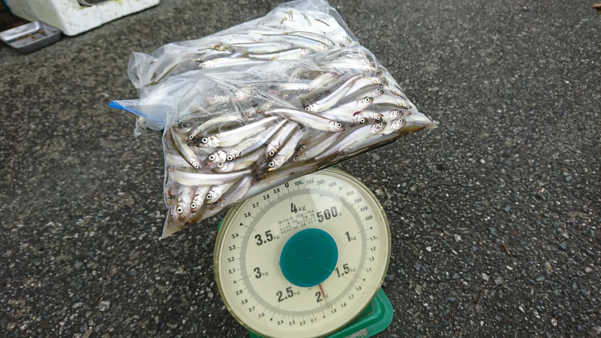 ２人での釣行で900ｇ、1030ｇ釣れました！
