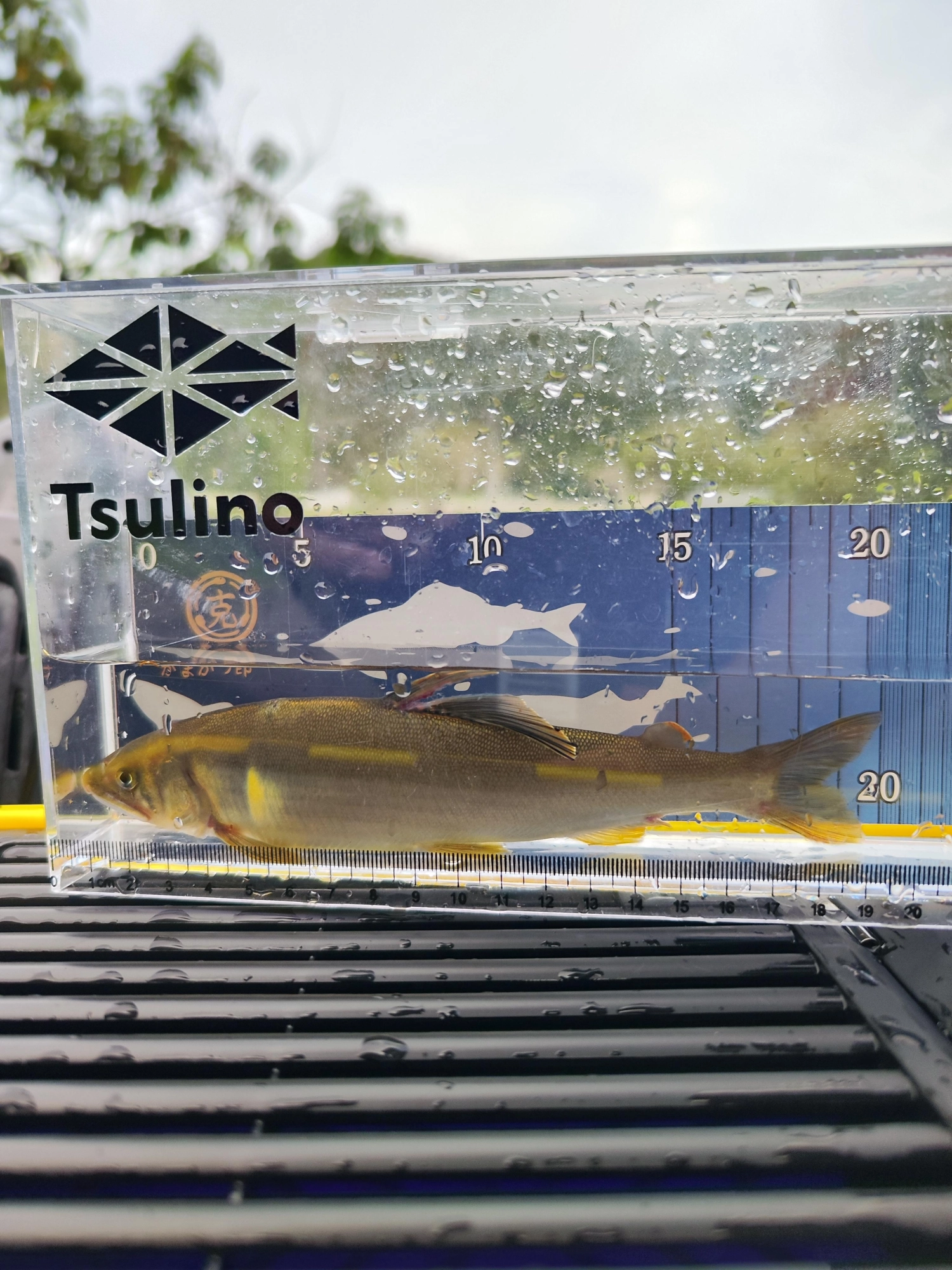かなり魚影が薄く苦戦しましたが背の中でよく釣れました。