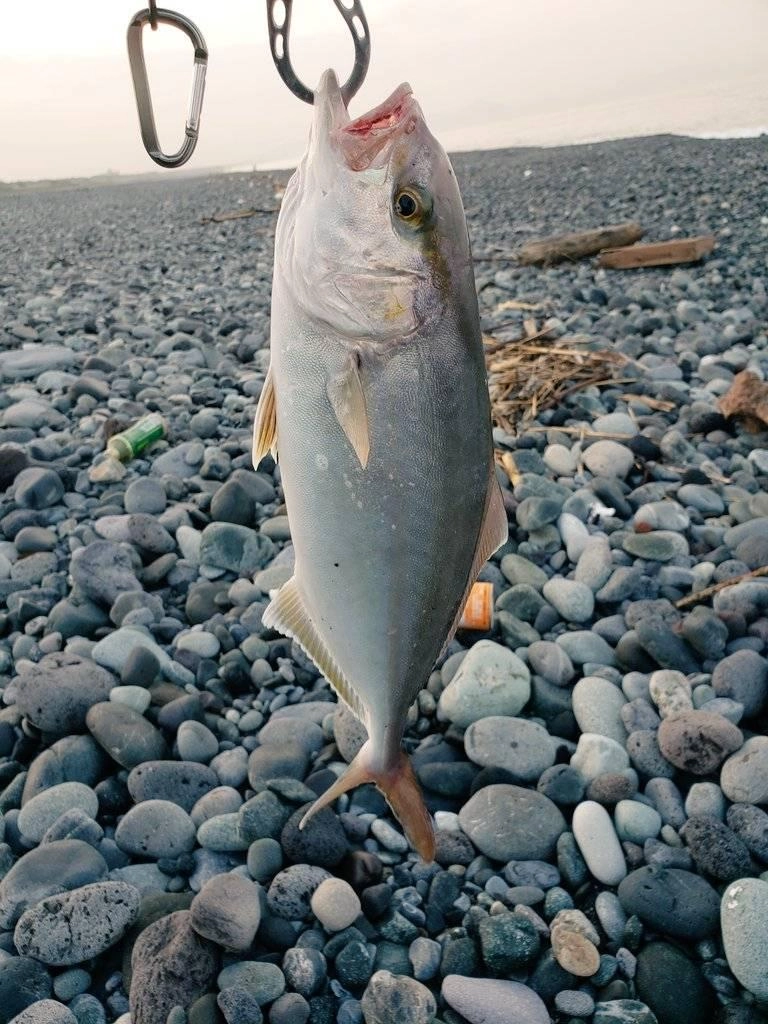 沼津サーフでショゴが釣れました！TGジグに反応良いです。