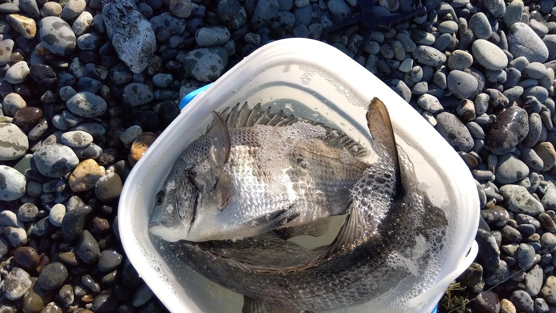 しばらく場を鎮めてから５投目で釣れました。
２匹目は３０ちょっとの小さめクロダイでした。