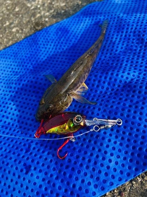 DUOのKURAKURA！針がイイトコ掛かっています！