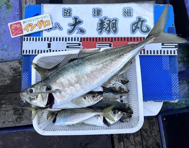 沼津沖深場のアジ好調です!!最大で43cmの大型アジも釣れました！