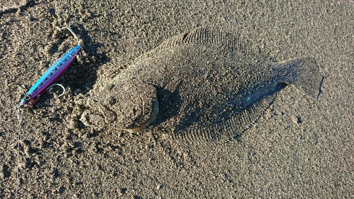 砂まみれのヒラメ（笑）青物狙いでしたが嬉しい1匹！