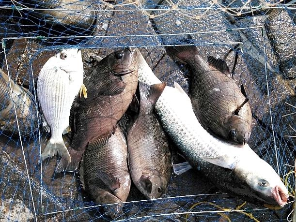 朝まずめの釣果