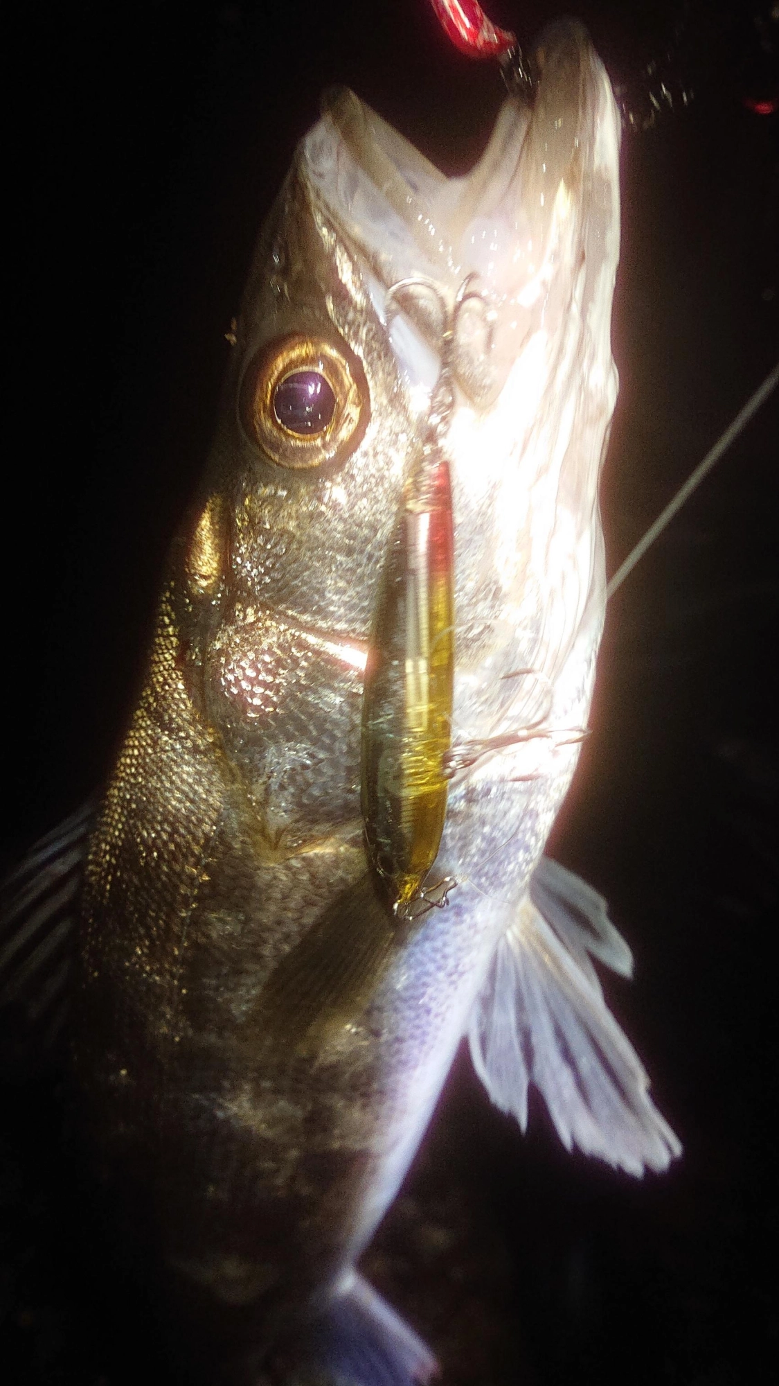浜名湖で良く釣れているクロストリガーの新色　もう少しで発売予定のようです！