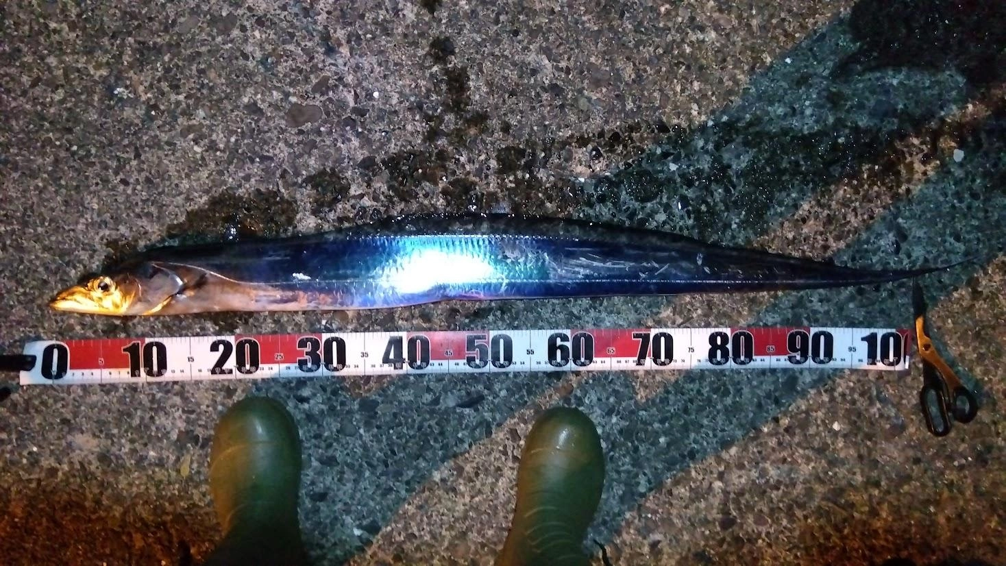 足元泳がせで鯵を真っ二つにされるも、近場をテンヤで探り大き目太刀魚ゲットでした