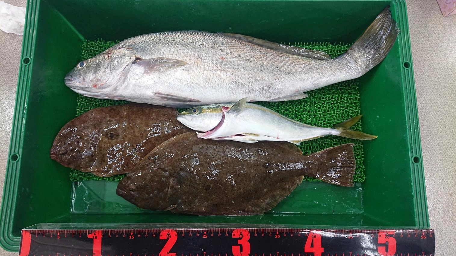青物やオオニベも釣れました！