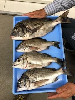 カニをエサにすると小型を避けることが出来ます。