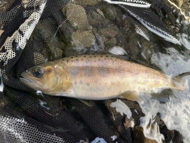 前回釣行時よりも全体的にサイズアップ！
美しい魚体には癒されます♪