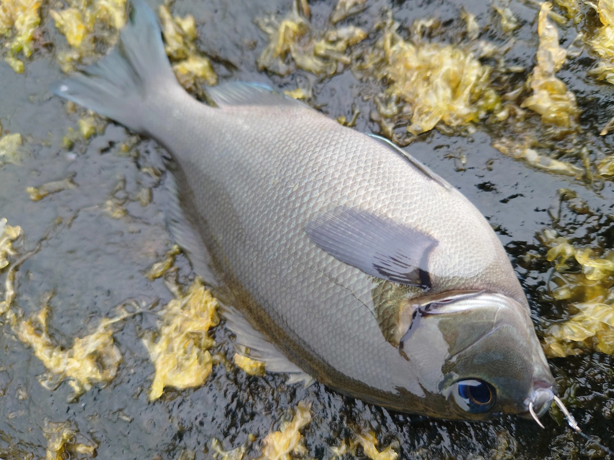 水深の浅いゴロタ場からの釣果です。ハリスは２号２ｍ、ハリはグレ針5.5号を使用しました。