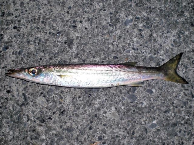 ※画像はイメージです。