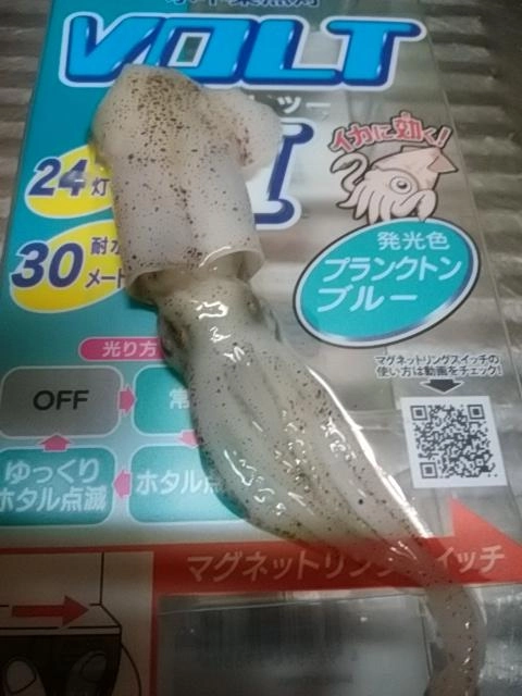 イカちゃん