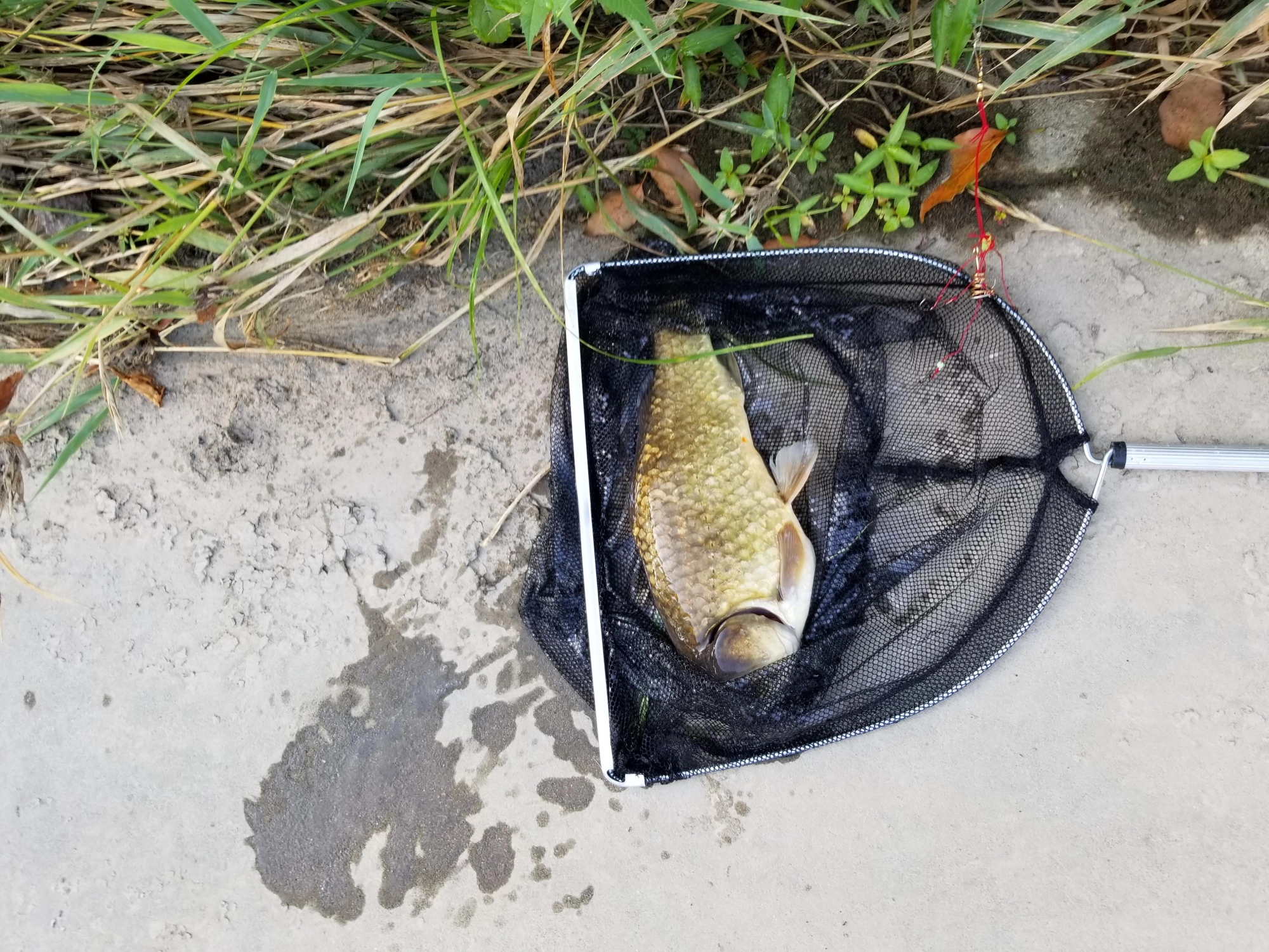 おまけのフナも釣れました