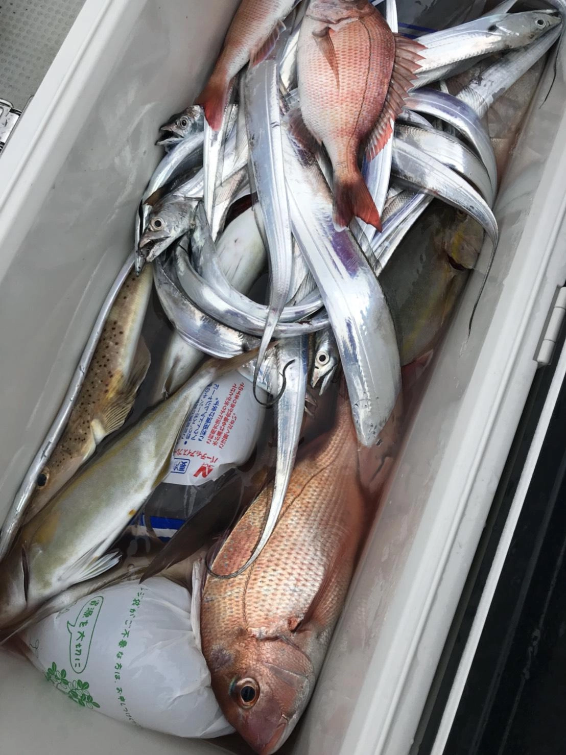 タチウオ（2人で30匹ぐらい）マダイ（小鯛）も釣れましたよ♪