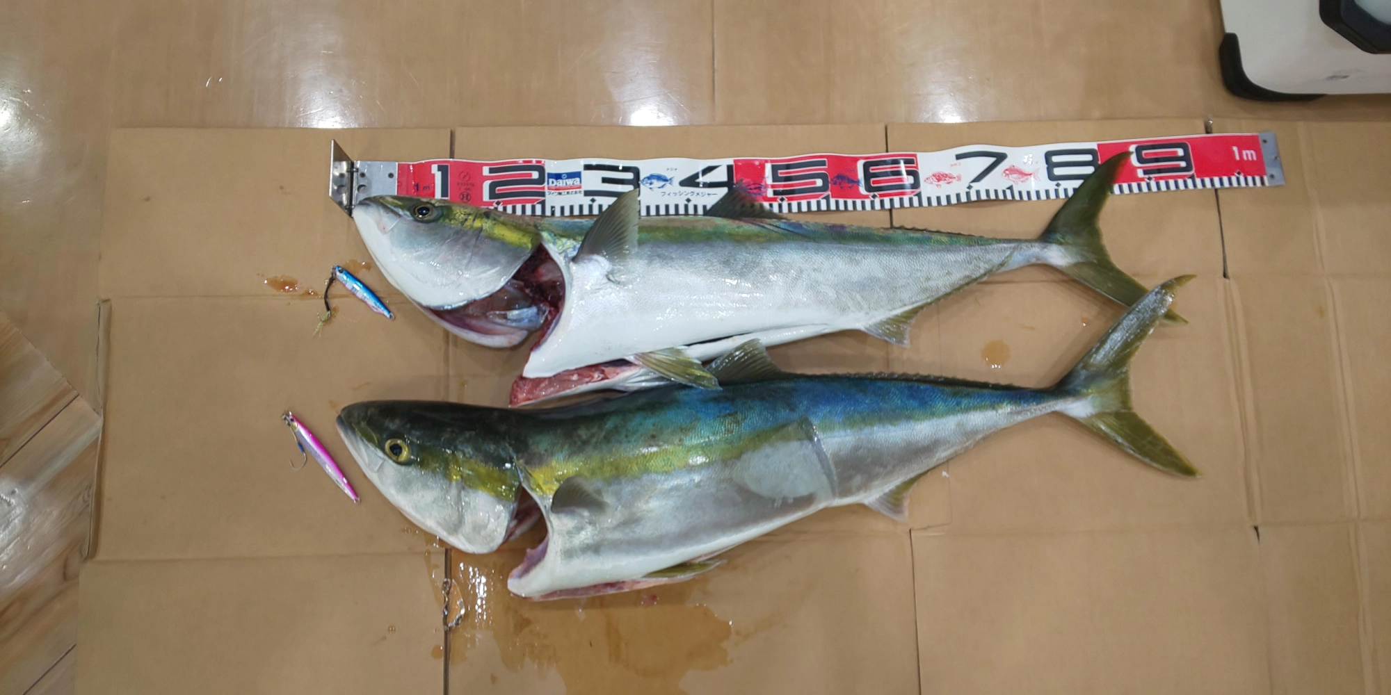 ２匹とも９０cm前後ありました！