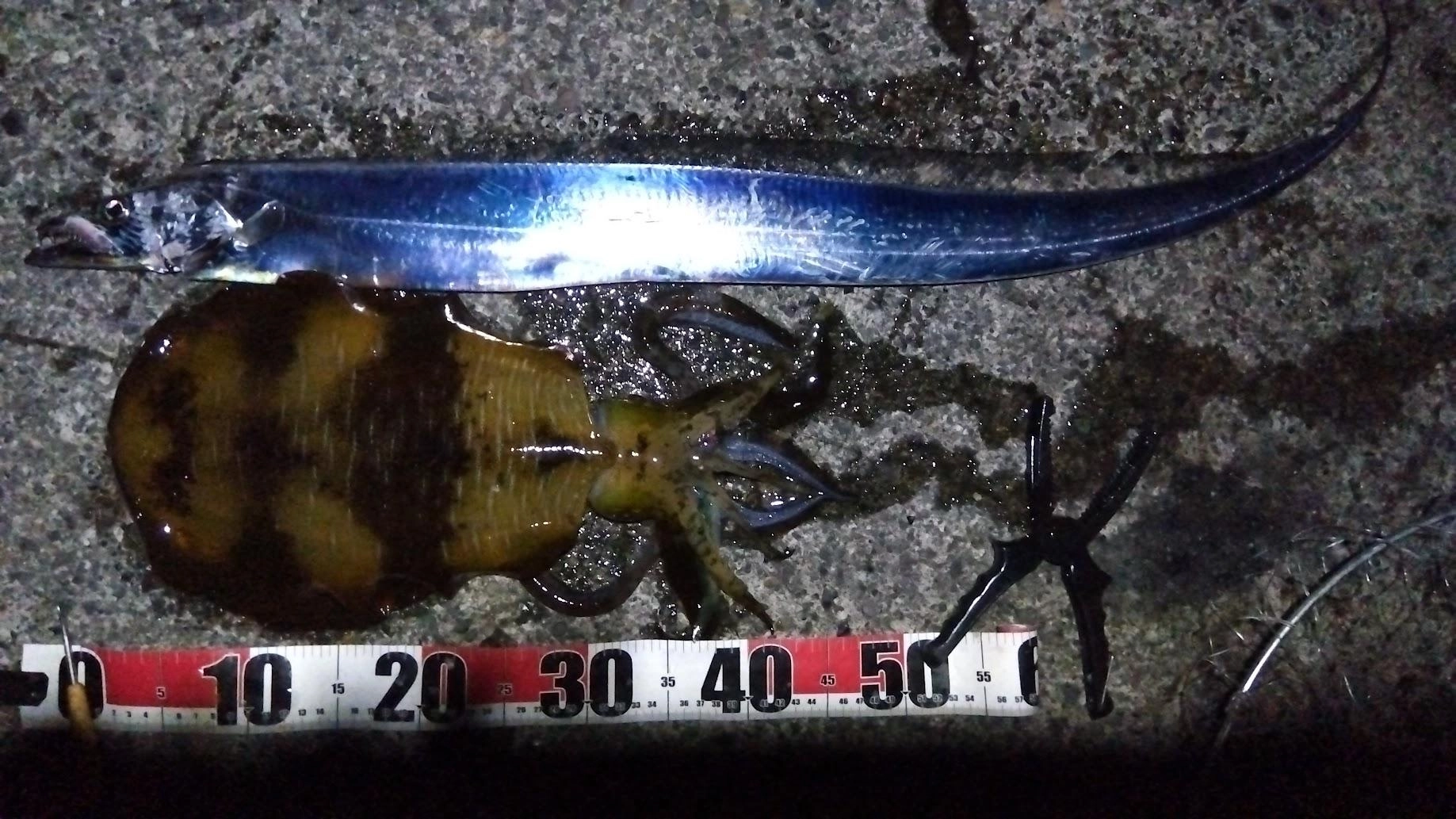 完全に暗くなってから太刀魚テンヤは１バイト１ゲット
その後すぐにアオリイカが釣れて撤収でした
今日は風もなく比較的釣りやすい状況でしたが、やはり冬の釣りは寒さとの戦いですね