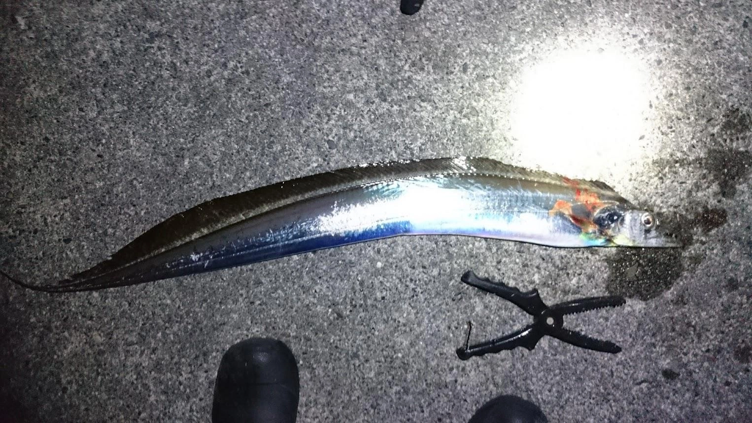 アオリイカ兼用仕掛けですが、盛大にドラグが鳴ったので太刀魚と判断し、切れないように慎重に巻き上げました。テンヤだと鯵はいまいちですが、泳がせだと鯵にかかるようです。