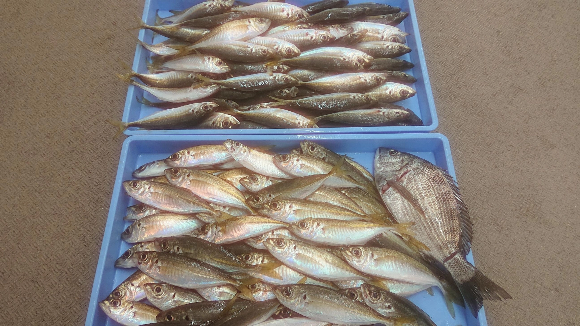 アジ120匹！！釣れてます！