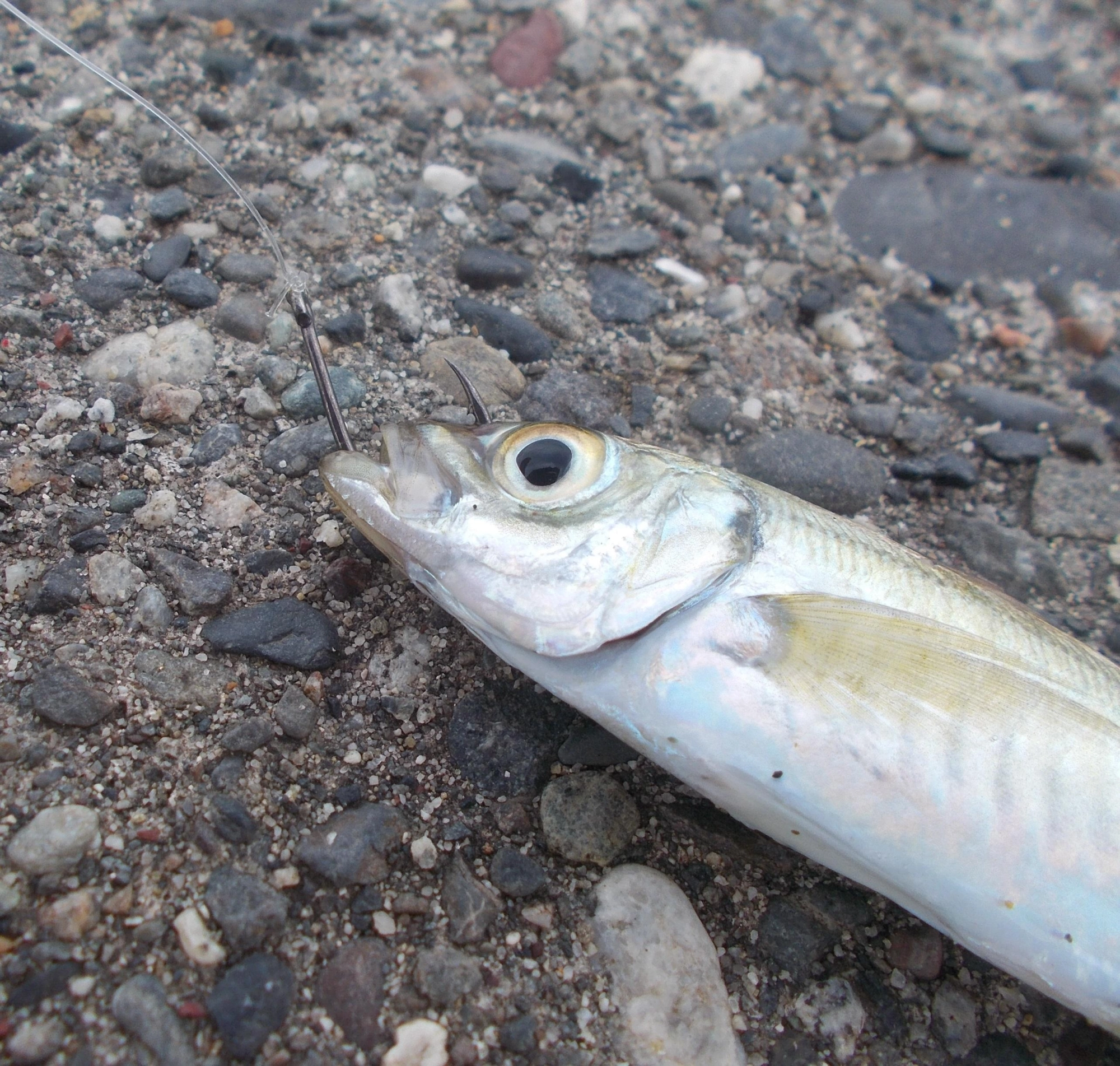 エサはサビキで釣ったアジ、上あごの硬い所に針を刺せば外れにくいですよ。