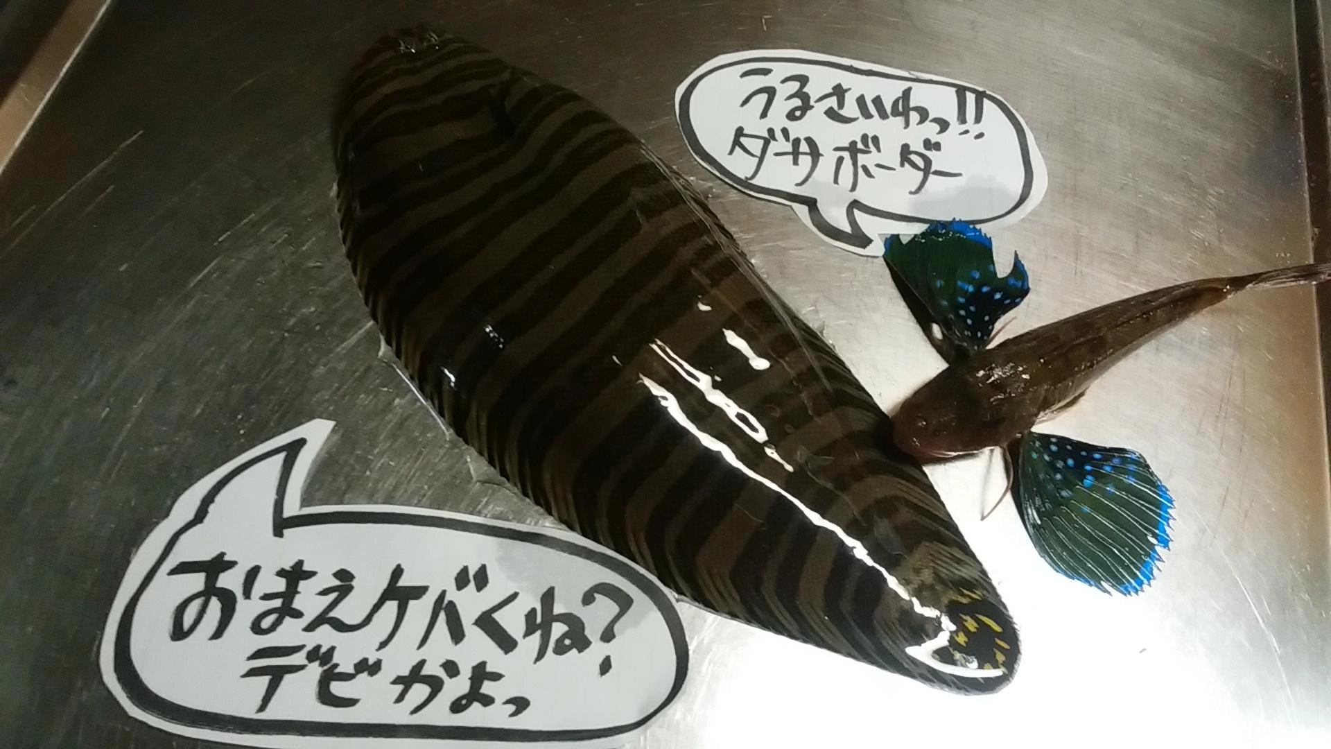今日は派手なお魚ゲットぜよ！！