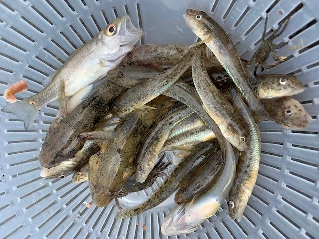 途中経過でこの釣果！！