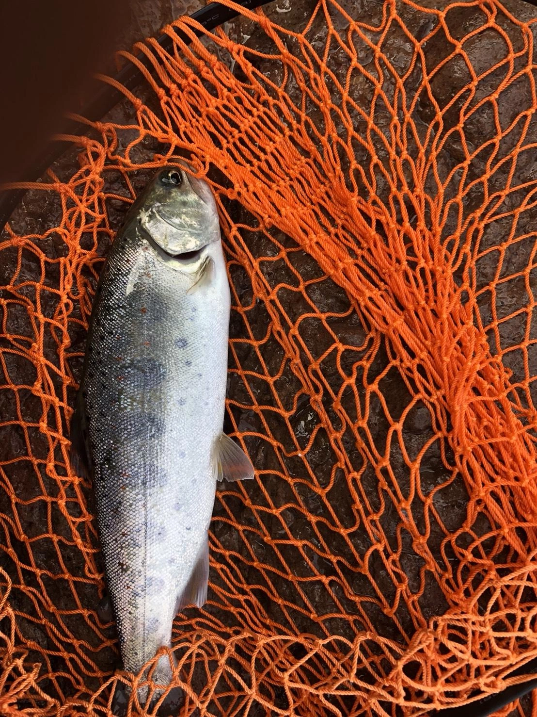 サイズのよいアマゴが釣れました。