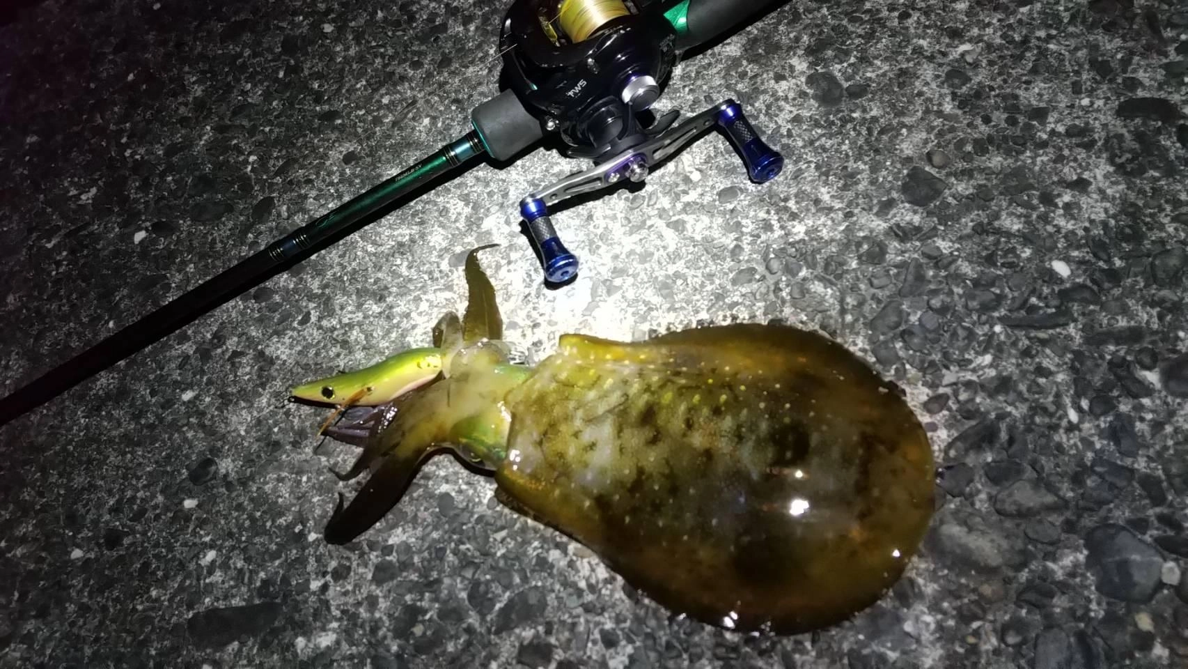 アオリイカエギング好調です！ヒットエギはエギエスツー