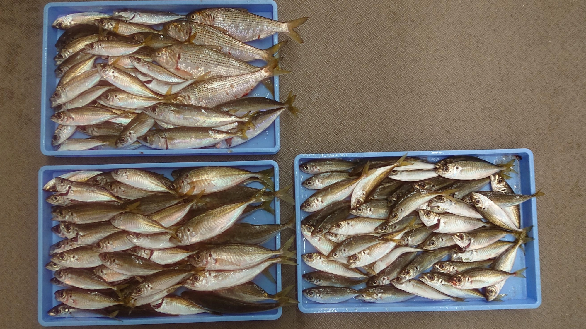 サビキで大漁です！！